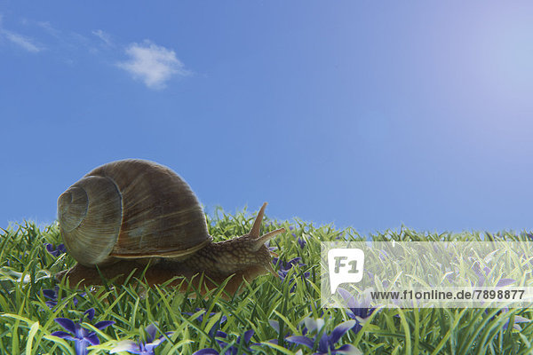 Weinbergschnecke (Helix pomatia) auf einer Wiese