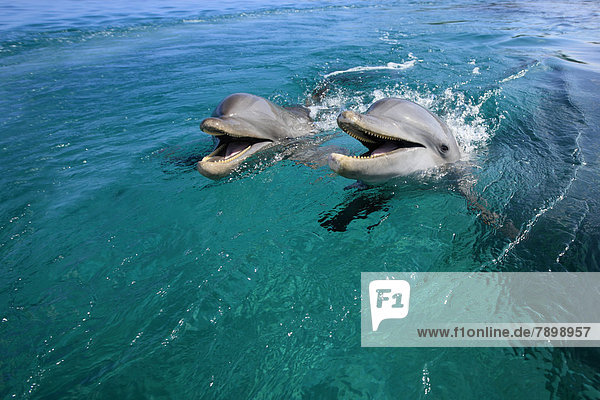 Zwei Delfine  Große Tümmler (Tursiops truncatus)  captive