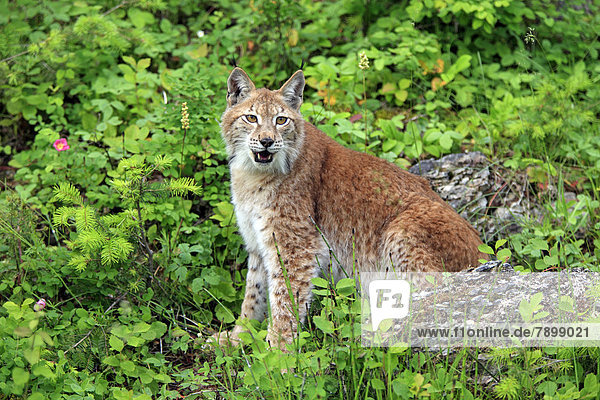 Eurasischer Luchs oder Nordluchs  (Lynx lynx)  Weibchen  captive