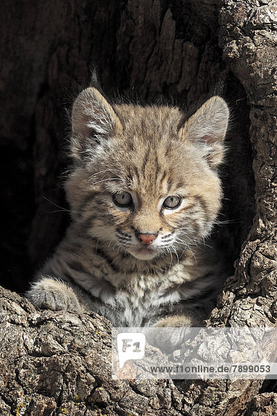 Bobcat (Lynx rufus)  kitten  eight weeks  in its den  captive  portrait