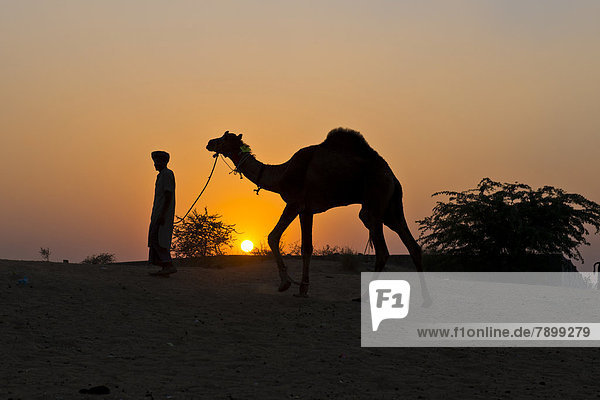 Sunset  silhouette of a man holding the reins of his camel  Pushkar Camel Fair