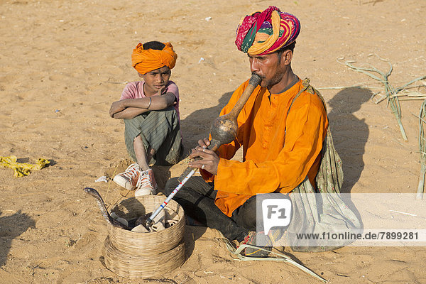 Rajasthani snake charmer with a turban  playing a flute  a cobra or Naja winding from a basket in front of him  his son sitting next to him