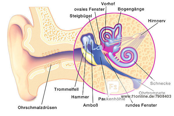 Menschliches Ohr mit Beschriftung