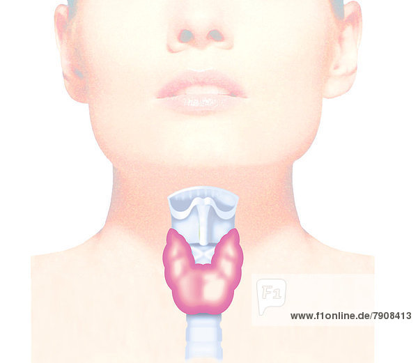 Kehlkopf und Schilddrüse einer Frau
