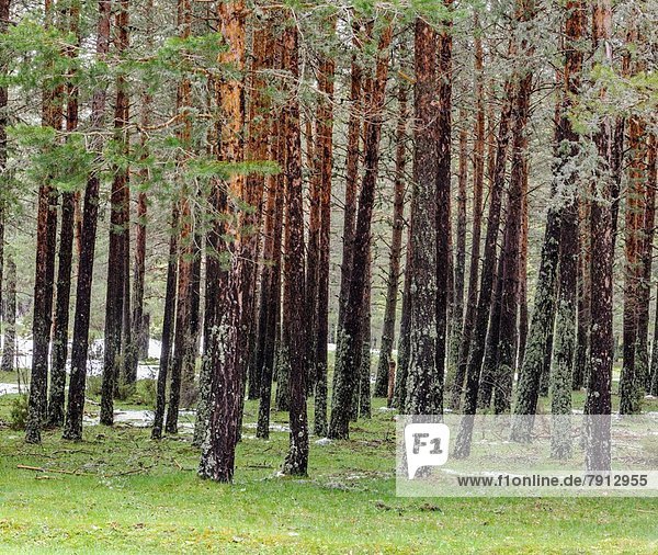 Landschaft Wald Kiefer Pinus sylvestris Kiefern Föhren Pinie Cuenca Spanien