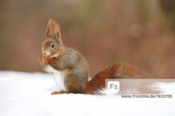 Eichhörnchen (Sciurus vulgaris) beim Fressen im Schnee im Winter