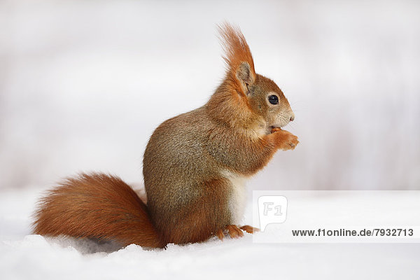 Eichhörnchen (Sciurus vulgaris) beim Fressen im Schnee im Winter
