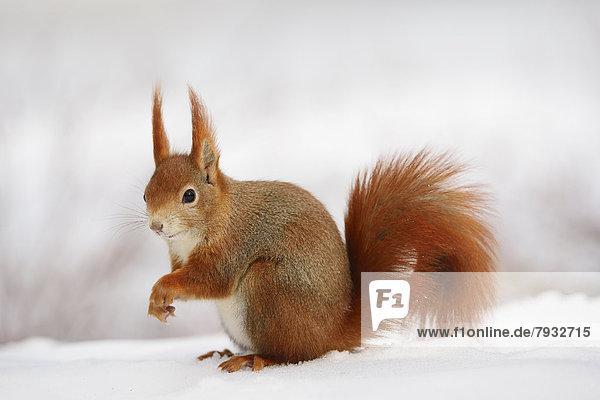 Eichhörnchen (Sciurus vulgaris) im Schnee im Winter