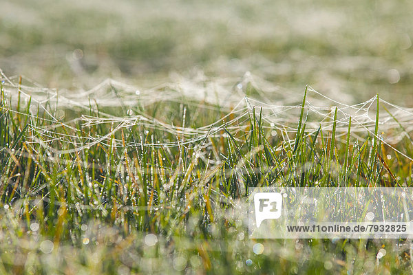 Spinnenfäden auf Grashalmen  mit Tau benetzt