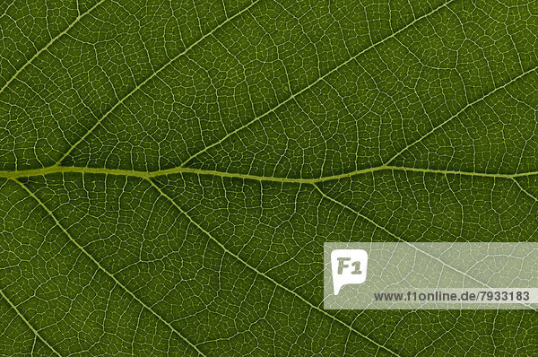 Blattstruktur einer Moorbirke (Betula pubescens)  Detail