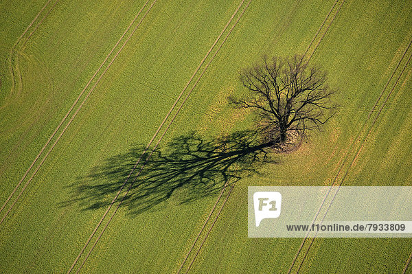 Luftbild  Eiche (Quercus) auf einem Feld im Frühling