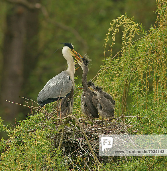 Graureiher Ardea cinerea füttern