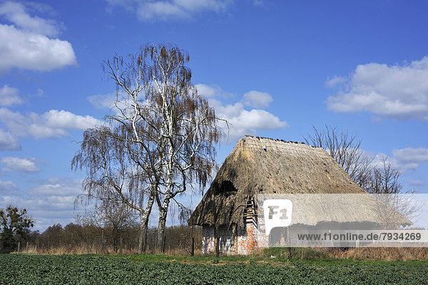 Dach Bauernhaus Reetdach Ruine