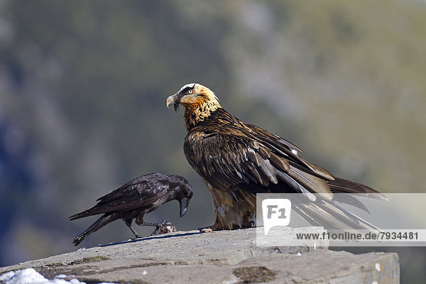 Bearded Vulture (Gypaetus barbatus)  subadult bird