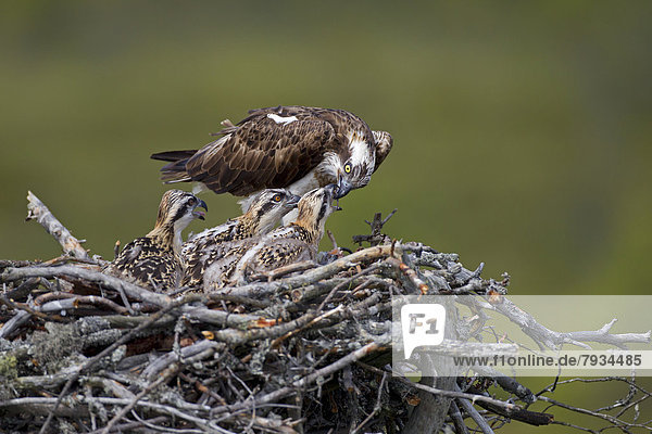 Osprey or Sea Hawk (Pandion haliaetus) feeding young birds