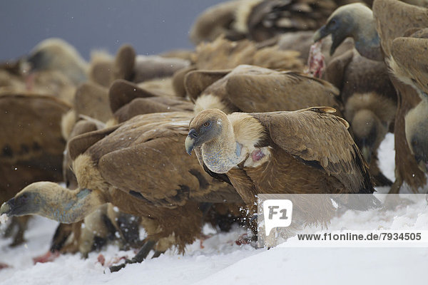 Griffon Vultures (Gyps fulvus) feeding on carcass