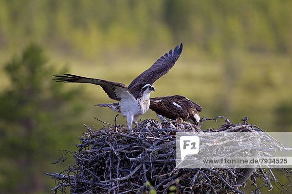 Osprey or Sea Hawk (Pandion haliaetus)  adult birds on an eyrie with young birds