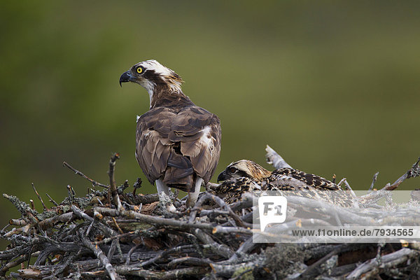 Osprey or Sea Hawk (Pandion haliaetus)  on an eyrie with young birds