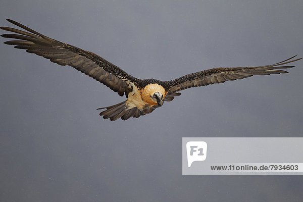 Bearded Vulture (Gypaetus barbatus) adult bird in flight