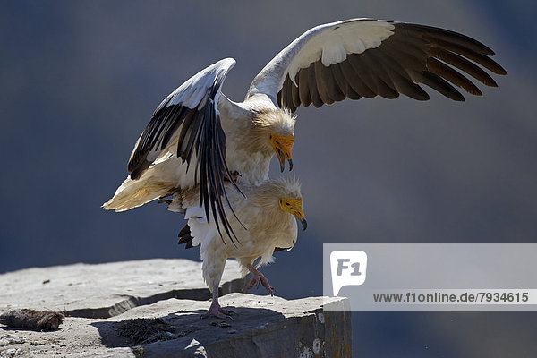 Egyptian Vultures (Neophron percnopterus)  copulation  mating