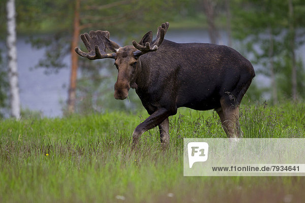 Eurasian Elk or Moose (Alces alces)  bull
