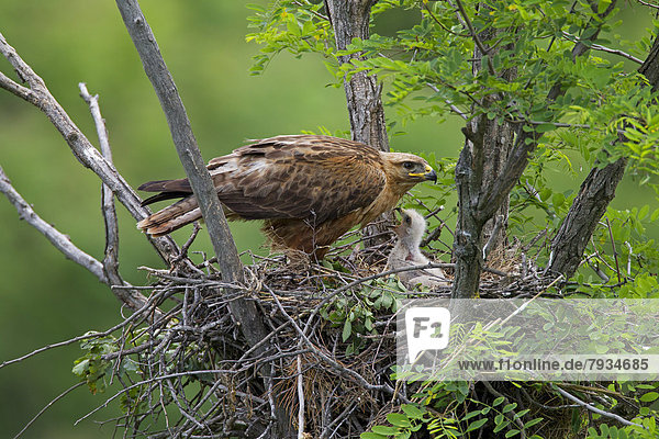 Adlerbussard (Buteo rufinus)  Weibchen auf Nest mit Jungvogel