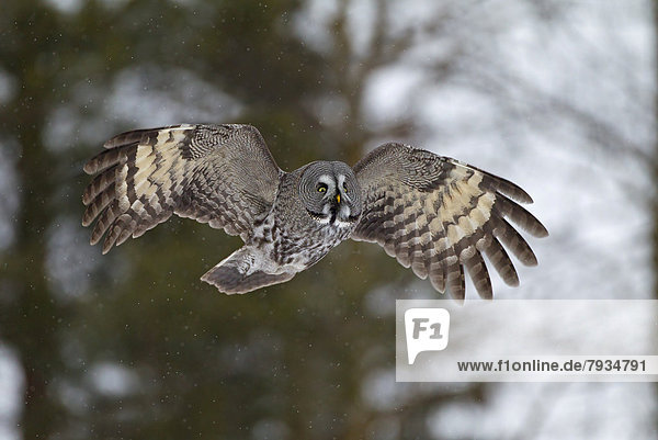 Great Grey Owl or Great Gray Owl (Strix nebulosa) in flight  winter