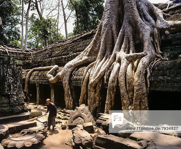 Mann im Seitenhof im Inneren  Baumwurzeln (Tetrameles nudiflora) umschlingen den Tempel  Ta Phrom Tempelanlage