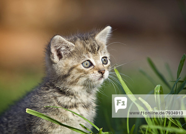 Brown tabby kitten sitting in a meadow