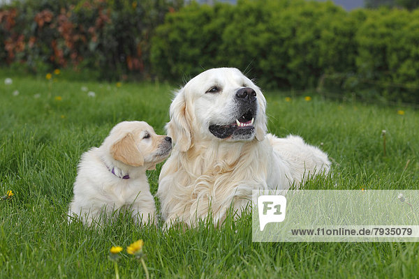 Golden Retriever puppy and male dog on a meadow