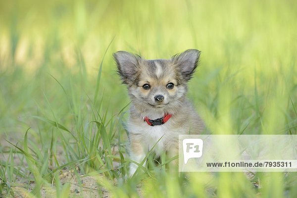 Chihuahua-Welpe im Freien
