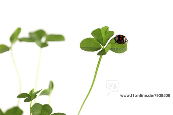 Ladybug and clover