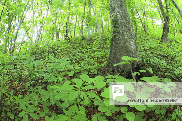 Beech forest  Aomori Prefecture