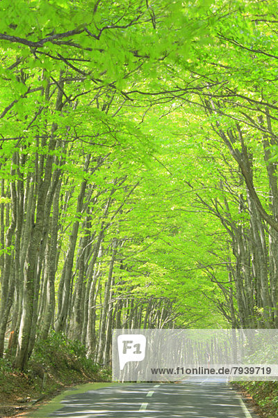 Road and beech forest  Aomori Prefecture
