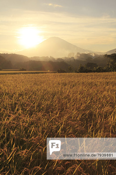 Sonnenuntergang  Reis  Reiskorn  Berg  Fuji  Shizuoka Präfektur