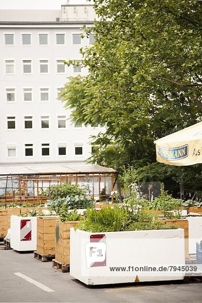 Urban Gardening  Frankfurt am Main  Hesse  Germany  Europe