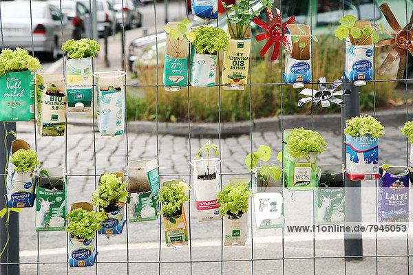 Europa Frankfurt am Main Deutschland Hessen Urban Gardening Urbaner Gartenbau
