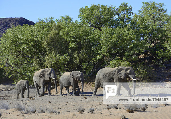 Afrikanische Elefanten (Loxodonta africana)  Wüstenelefanten