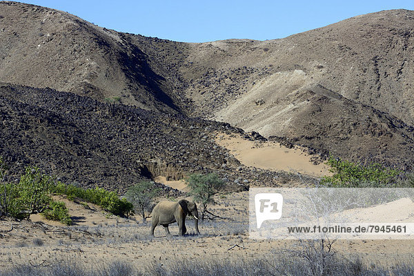 Afrikanischer Elefant (Loxodonta africana)  Wüstenelefant im Trockenfluss Aba-Huab