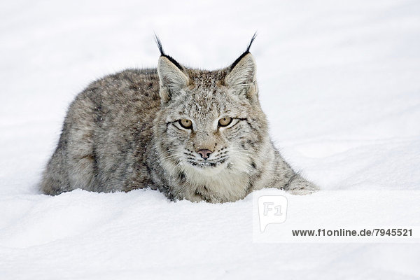 Junger Luchs (Lynx lynx) im Schnee