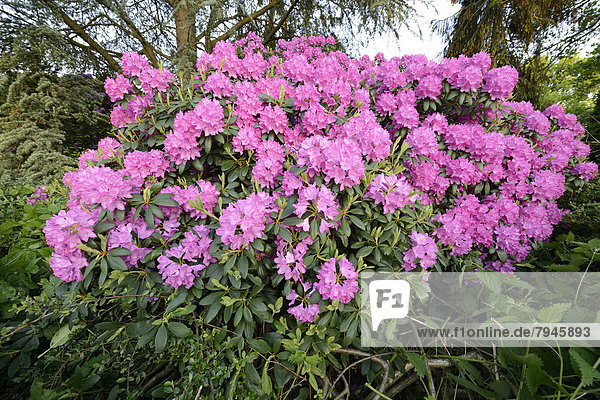 Rhododendronblüte  Rhododendron catawbiense-Sämling (Rhododendron catawbiense)