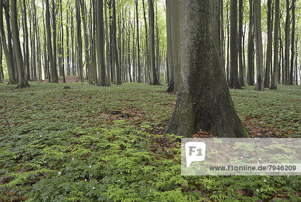 Wald mit Rotbuchen (Fagus sylvatica) und Buschwindröschen (Anemone nemorosa)
