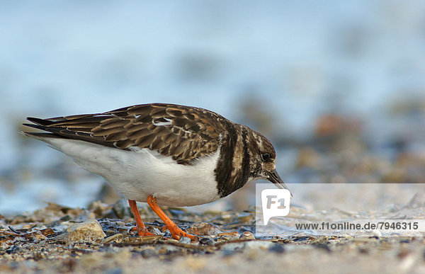 Steinwälzer (Arenaria interpres)