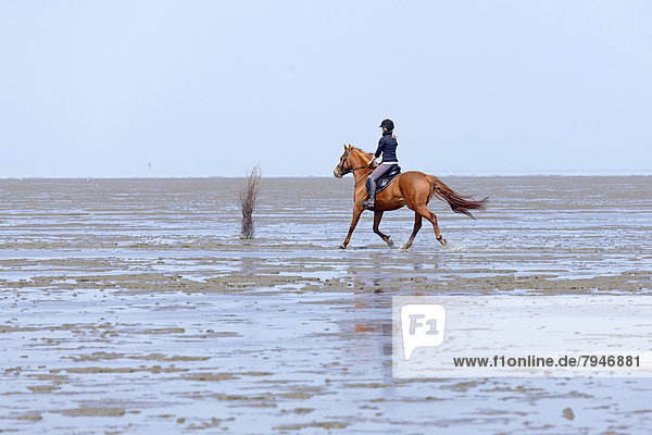 Horseriding in the mudflats