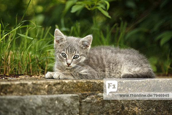 Grey tabby kitten lying on a garden wall