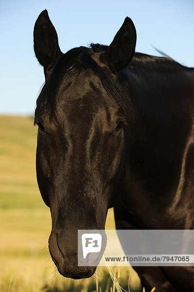 Pferdeporträt in der Morgensonne  Prärie  Saskatchewan  Kanada