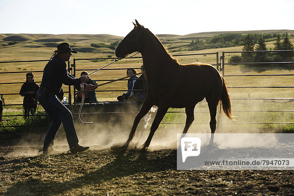 Wildes Pferd wird von Cowboy in einer Koppel gezähmt  Prärie  Saskatchewan  Kanada
