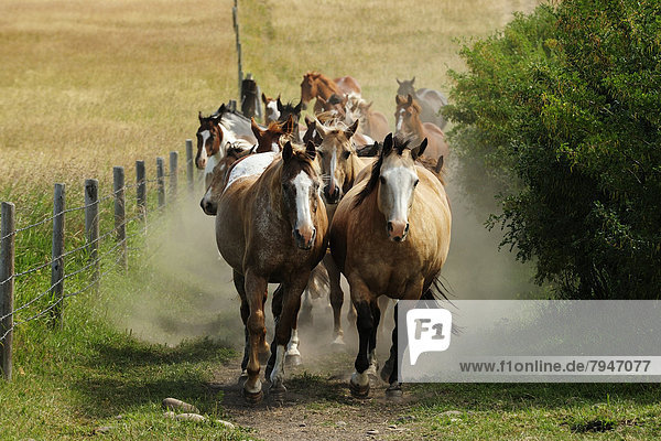 Pferde Herde galoppiert durch die Prärie  Saskatchewan  Kanada