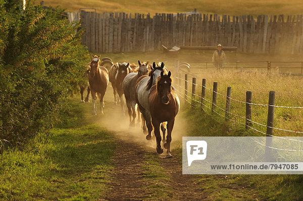Cowboy Pferde trotten entlang dem Koppel Zaun durch den Staub