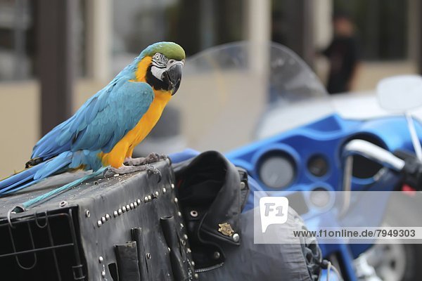 A parrot sits on top of a motorcycle.
